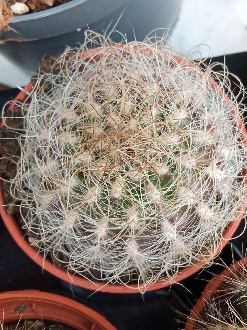 Cactus Neoporteria Senilis Planta Ø5 Cm