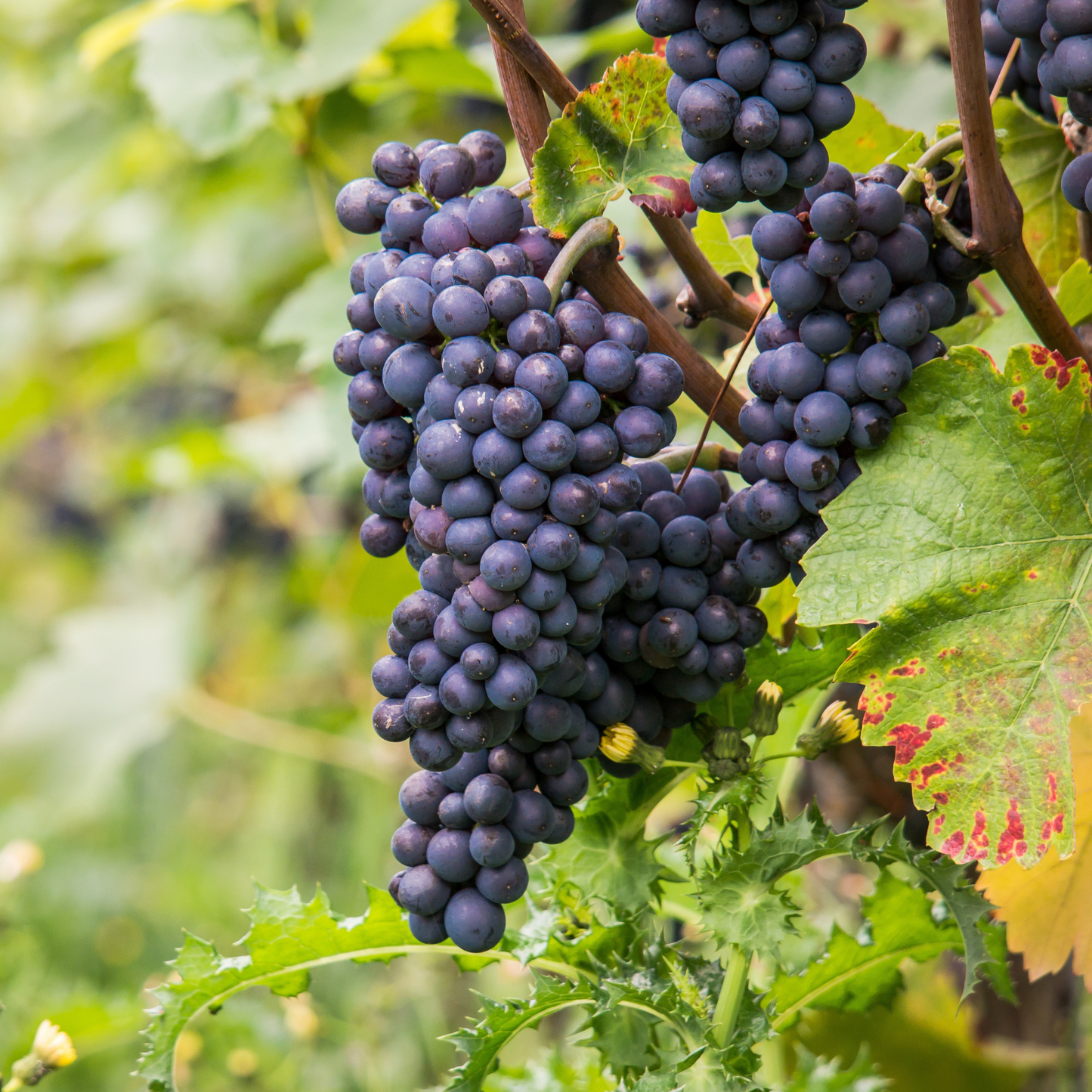 Planta De Uva - Vitis Vinifera ‘nero’ - Altura 60-75cm - ⌀21cm