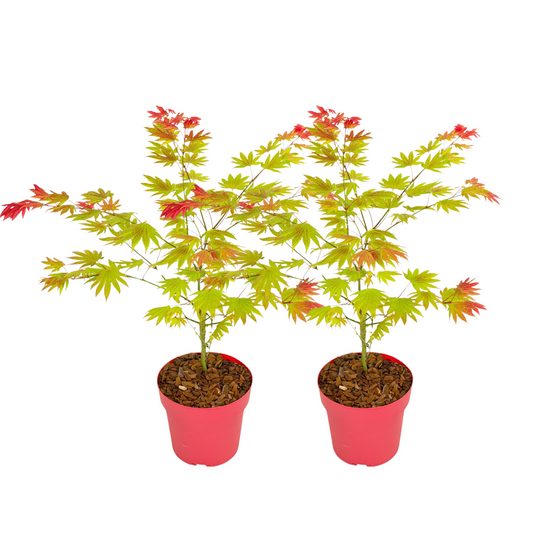 Arce Japonés - 2 Pzs - Acer Palmatum 'moonrise' - Altura 40-50cm - ⌀19cm