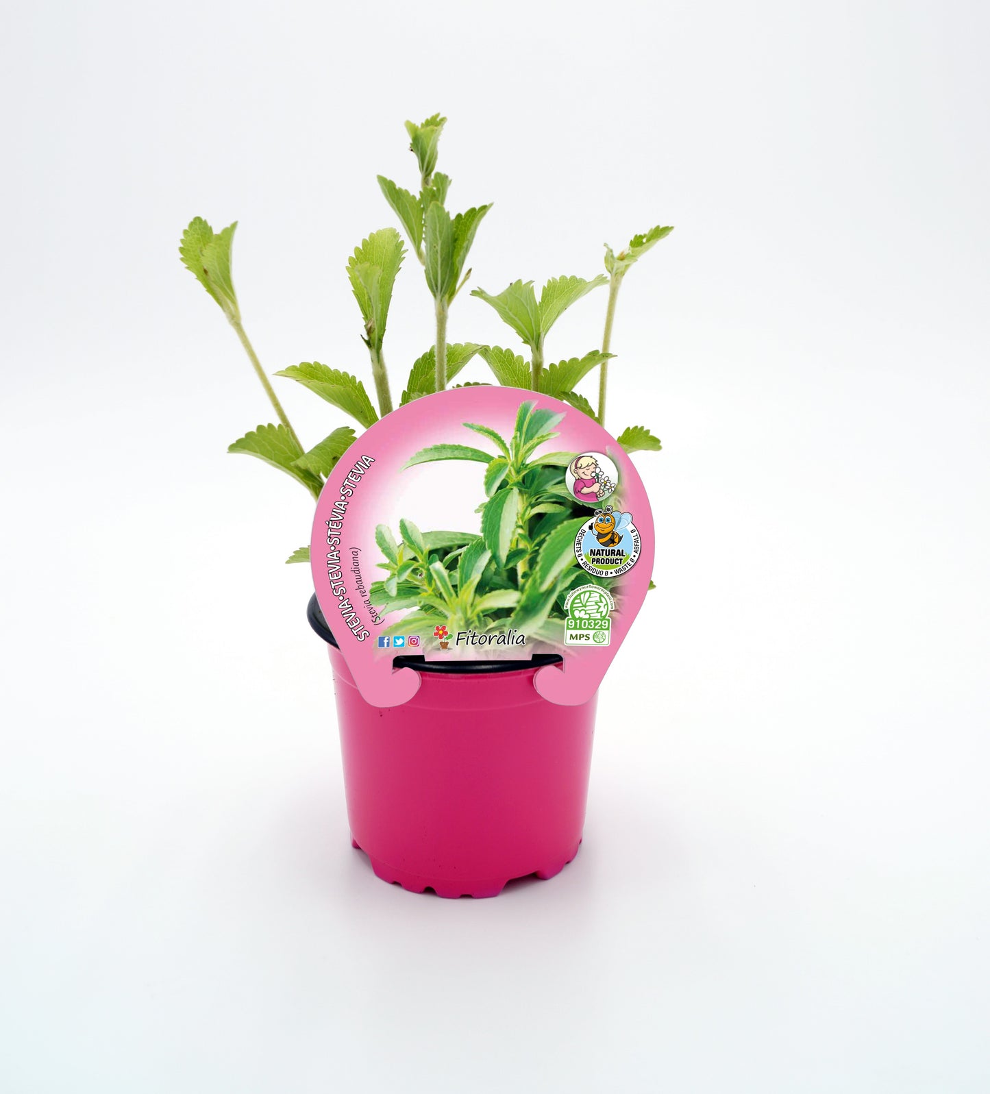 Stevia En Maceta 10,5 Cm. Natural - Fitoralia