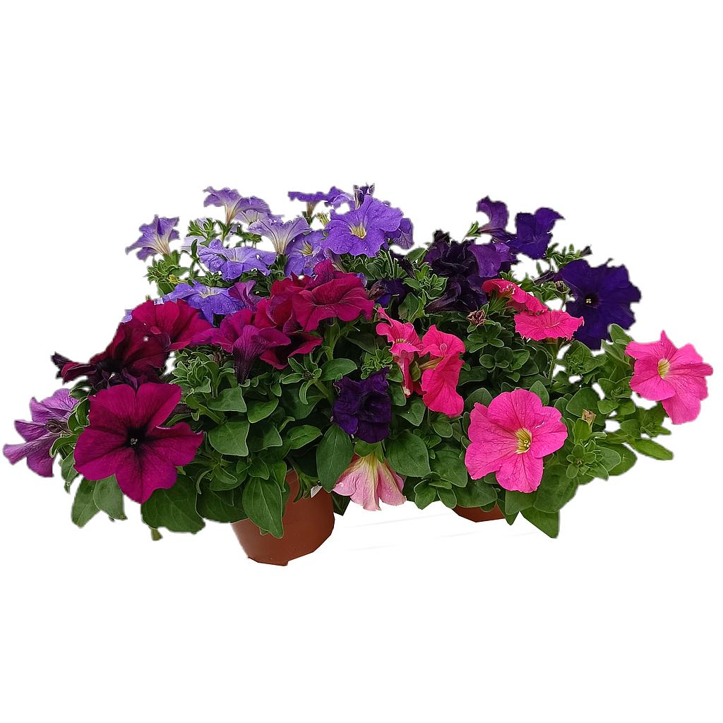 Petunia M13_0