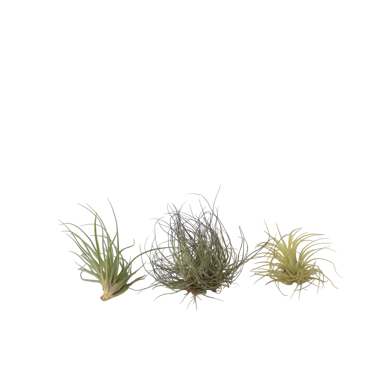 Claveles De Aire - 3 Pzs - Tillandsia - Altura 5-15cm - ⌀5cm