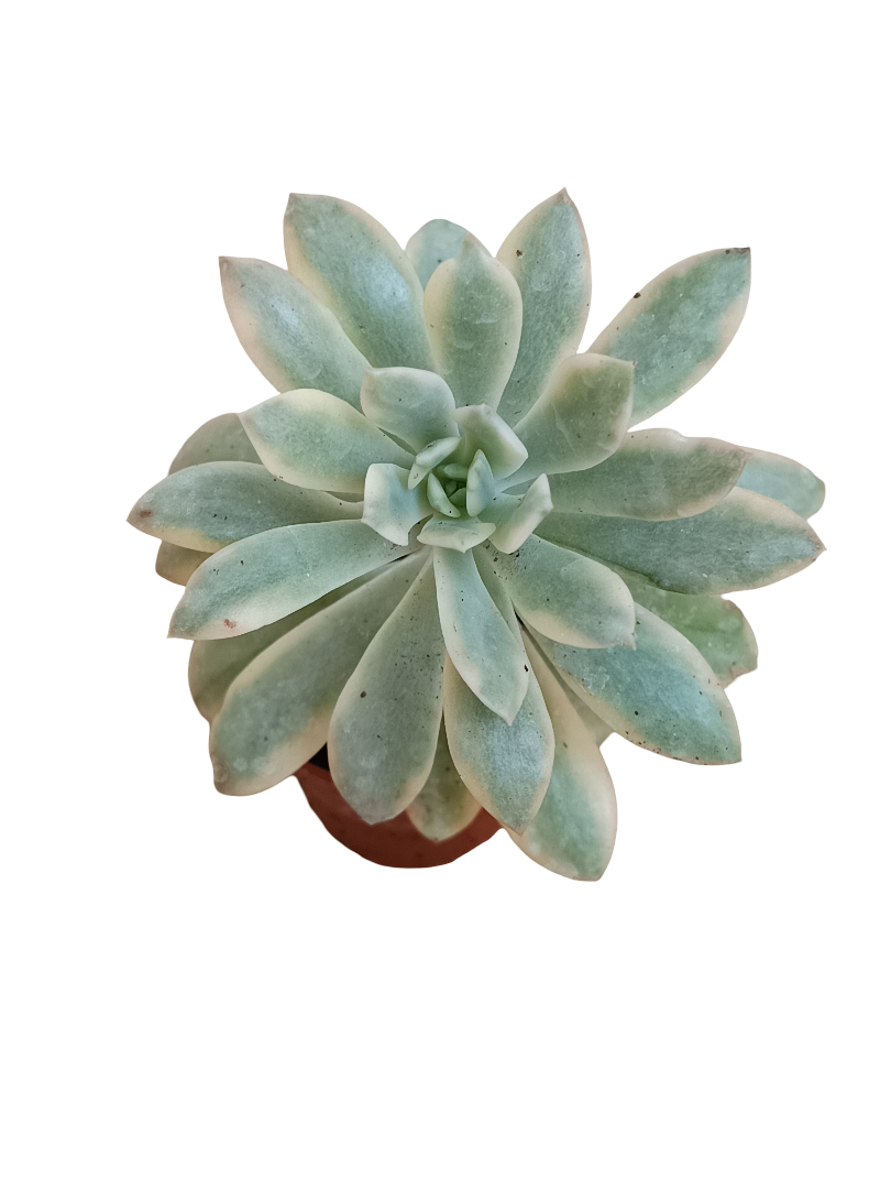 Echeveria Minibelle variegata Planta Suculenta Ø5