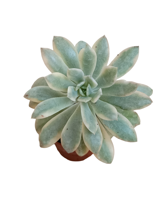 Echeveria Minibelle variegata Planta Suculenta Ø5