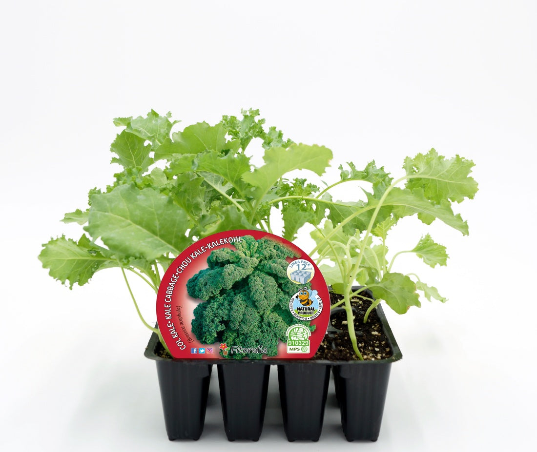 Pack Plantones Col Kale 12 Ud. Natural - Fitoralia_0