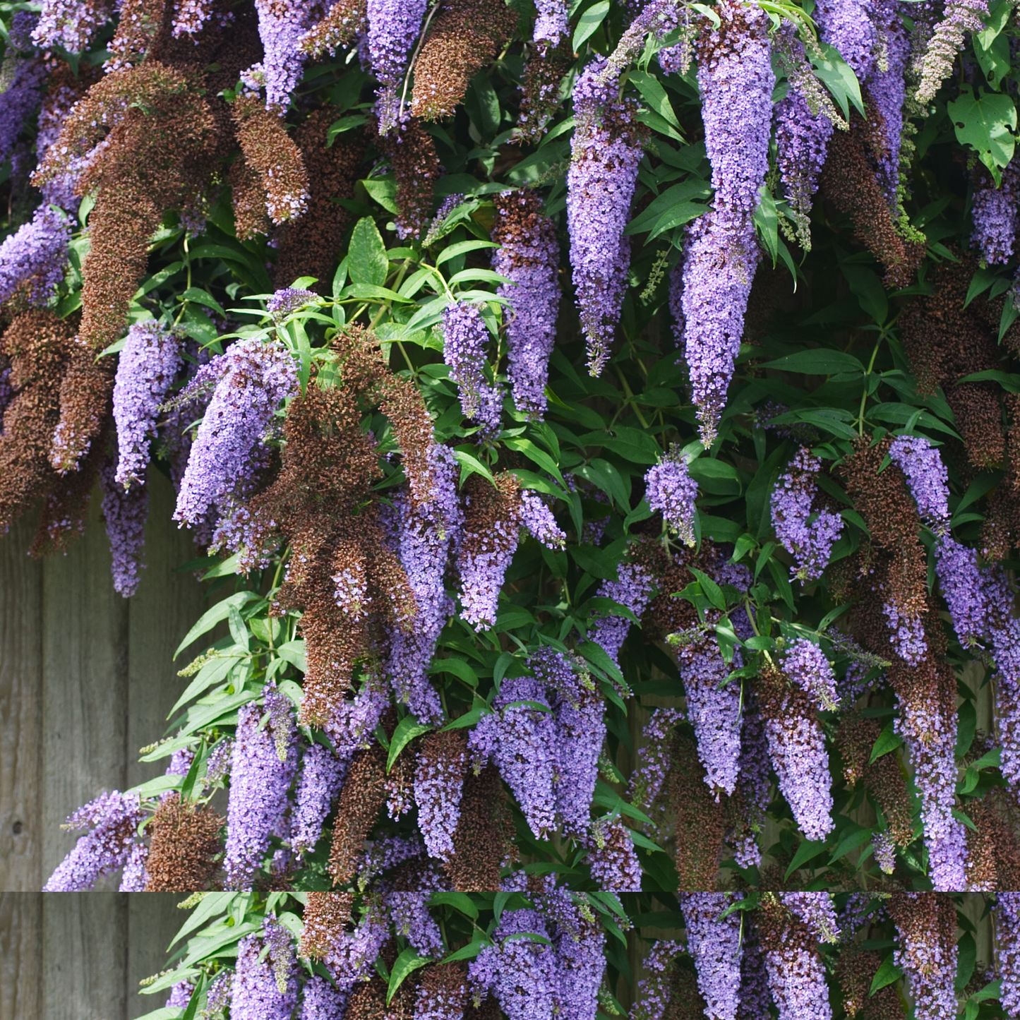Lila De Verano - 3 Pzs - Buddleja Davidii 'nanho Blue' - Altura 25-40cm - ⌀9cm