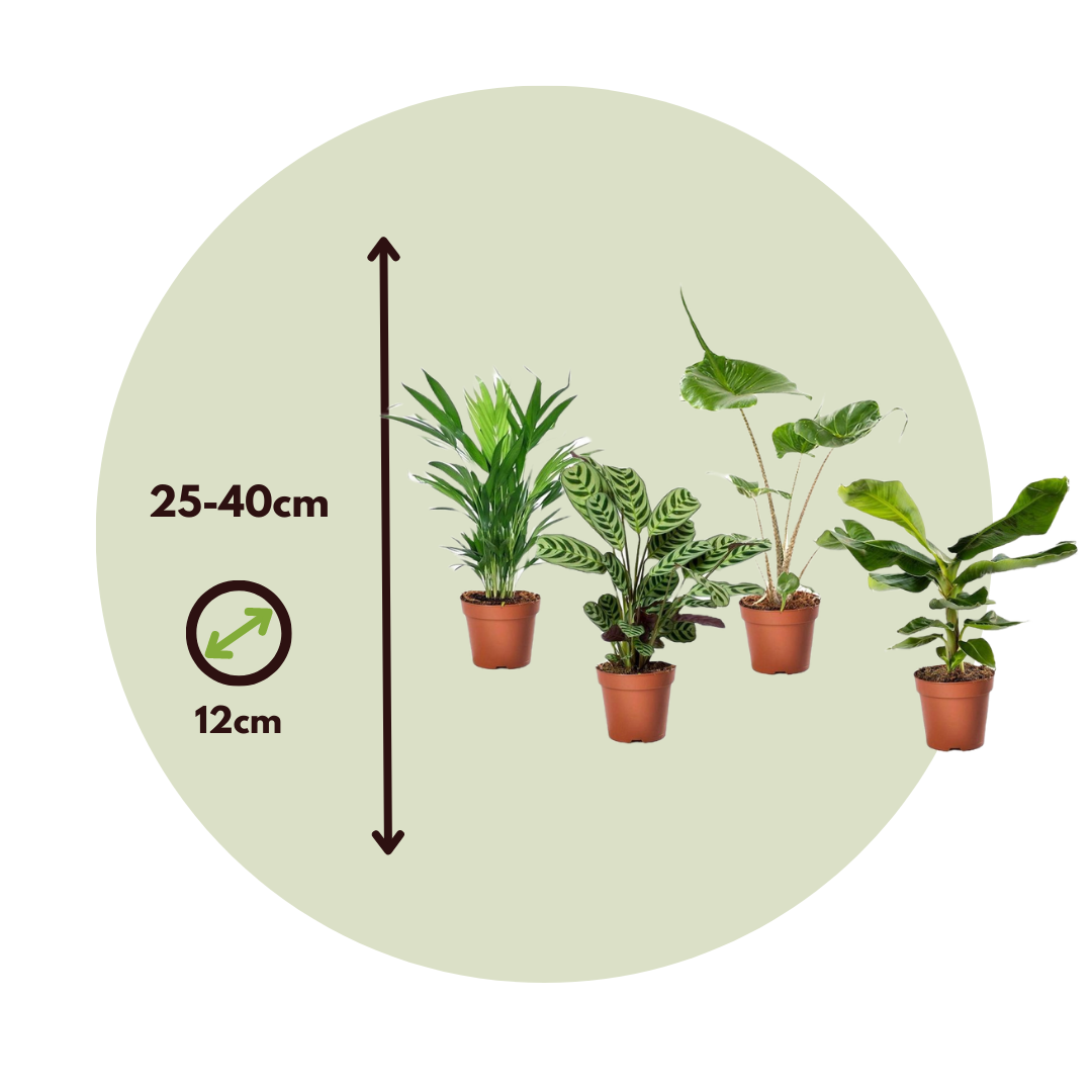 Plantas De Interior Tropicales - 4 Pzs - Tropical Mix - Altura 25-40cm - ⌀12cm_2