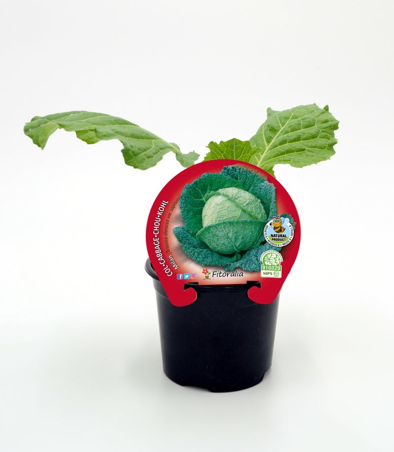 Plantón De Col Milan Natural En Maceta De 10,5 Cm. - Fitoralia