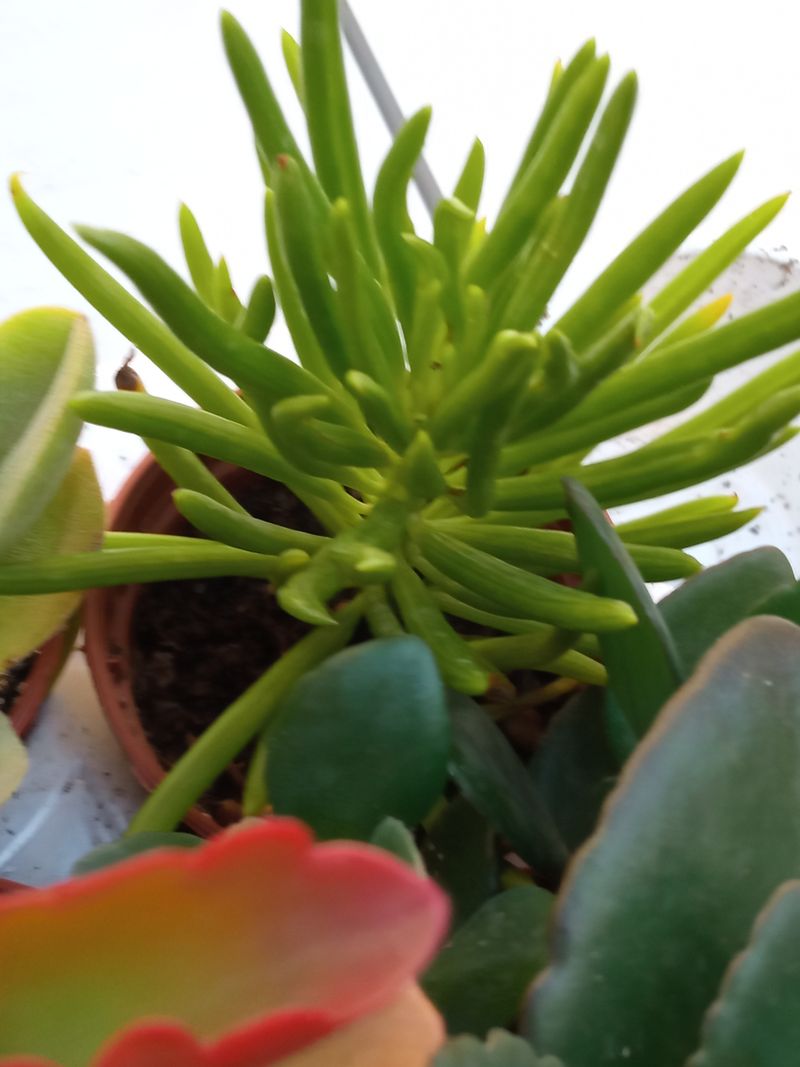 Senecio Archeri Pino Verde Planta Suculenta 5 Cm