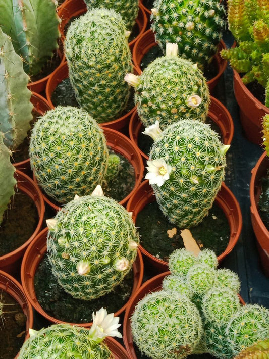 Mammillaria Schiedeana Ssp. Giselae Cactus Ø5 Cm