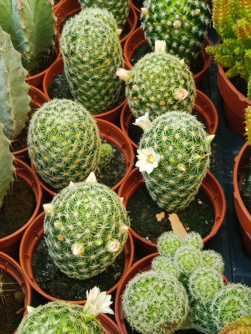 Mammillaria Schiedeana Ssp. Giselae Cactus Ø5 Cm
