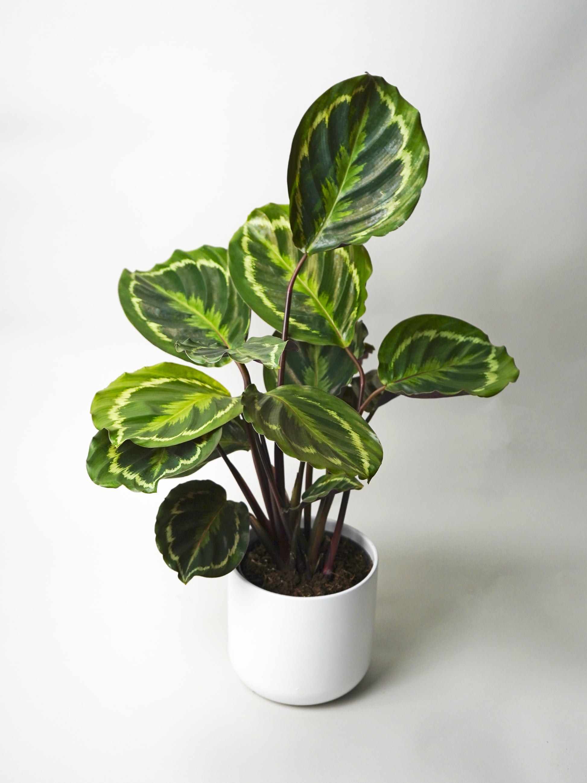 Calathea Medallion | Altura 45cm - Diámetro 14cm