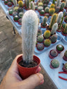Cactus Peludo Planta Espostoa Melanostele