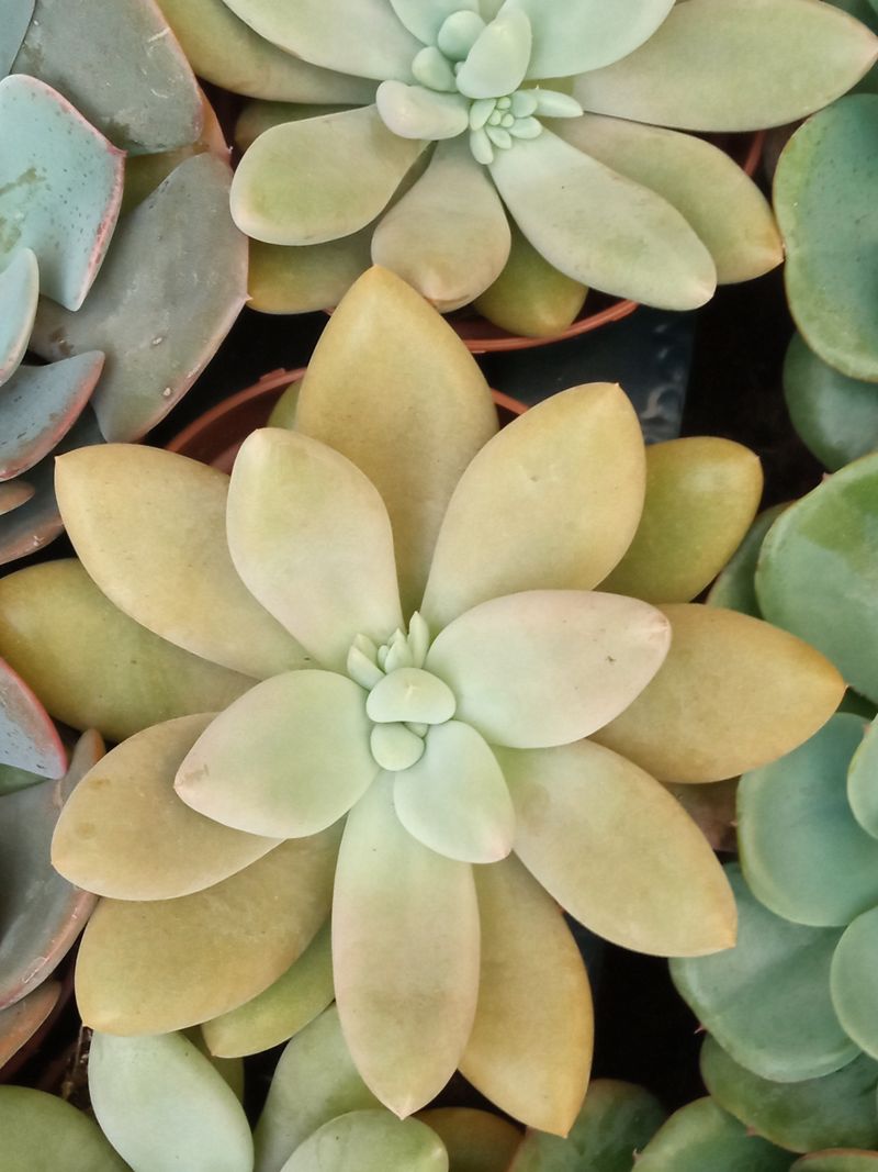 Pachyveria Ruth Planta Suculenta 8 Cms