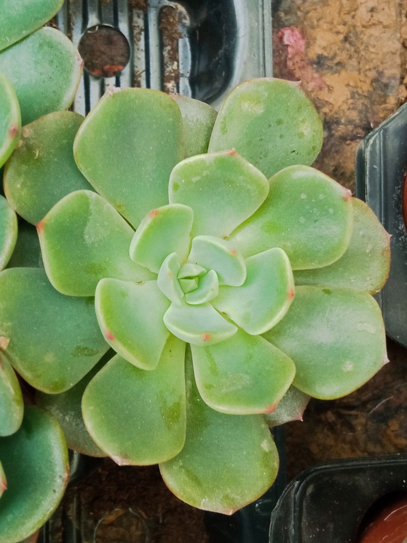 Suculentas Y Cactus Variedad #61 Planta Sin Id_0