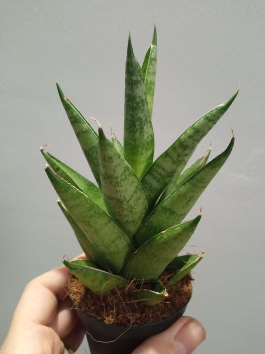 Sansevieria Touhgth Lady Planta De Interior