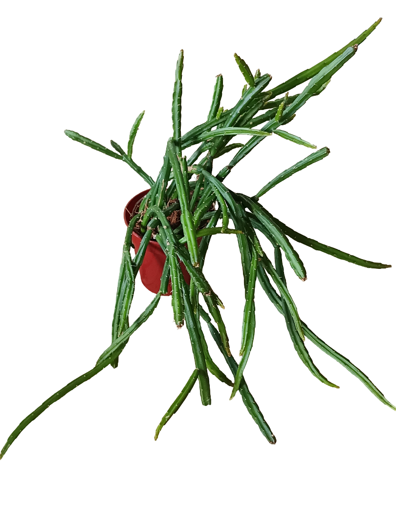 Planta Colgante Selinecereus Werkleii Ø6 Cm