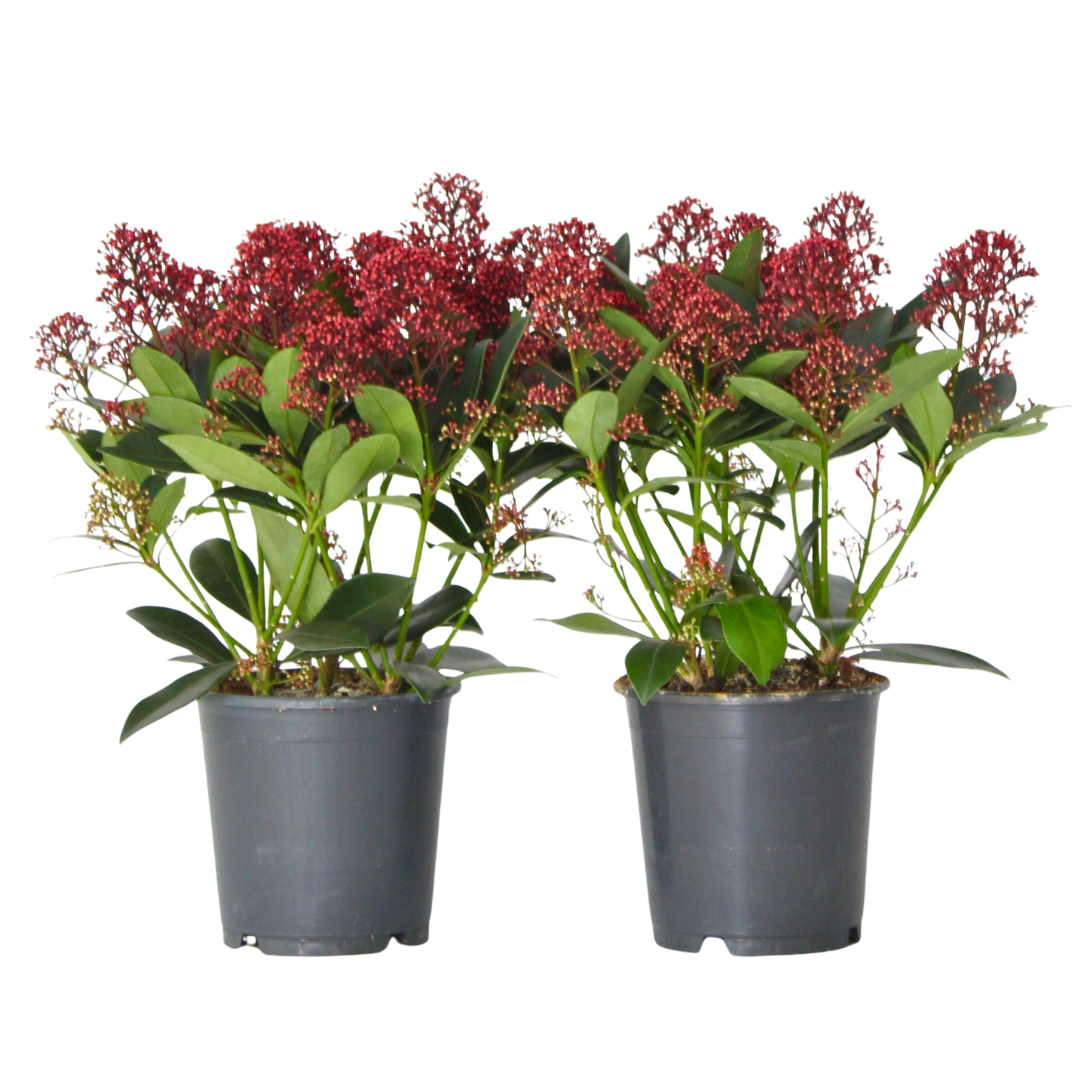 Esquimia - 2 Pzs - Skimmia Japonica 'rubella' - Altura 35-45cm - ⌀15cm