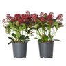 Esquimia - 2 Pzs - Skimmia Japonica 'rubella' - Altura 35-45cm - ⌀15cm