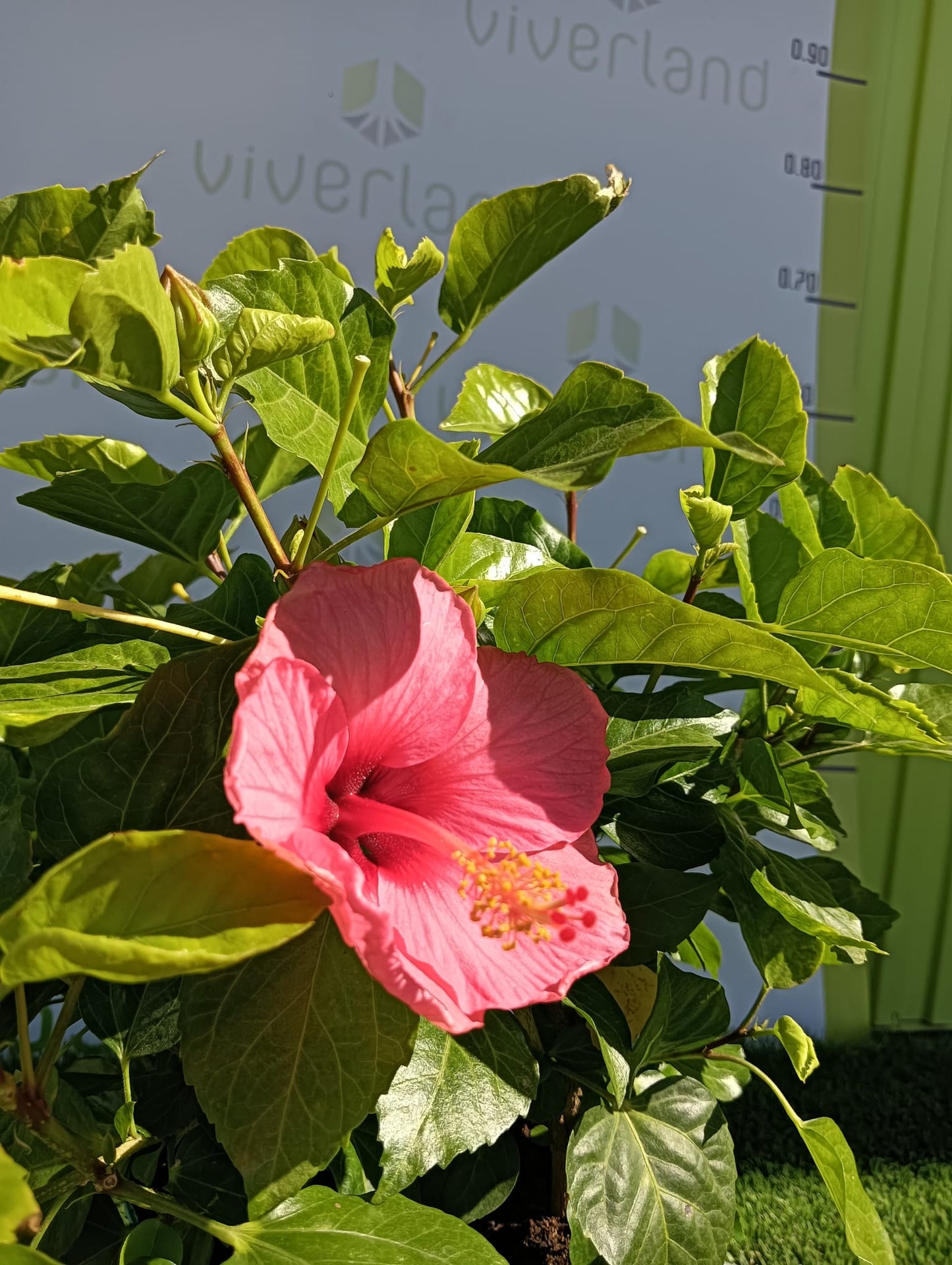 Hibiscus Maceta 35 CM_1