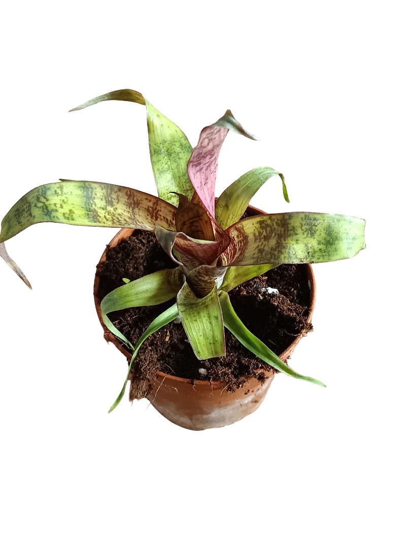 Vriesea Red Chestnut Mini Planta Bromelia 8 Cms