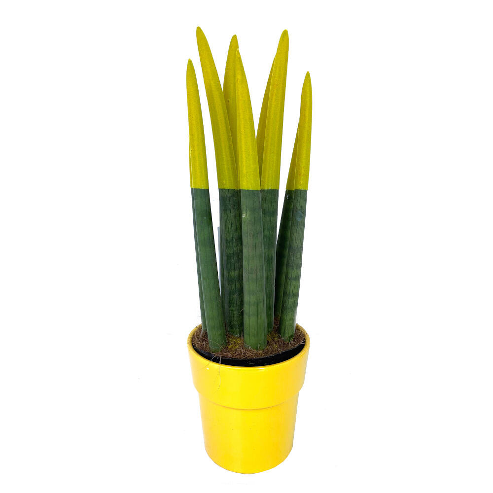 Sansevieria Cilindrica Pintada M12 30cm