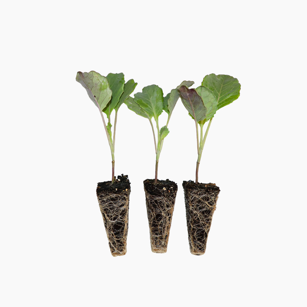 Plantón Col De Pasqua - Plantabo.