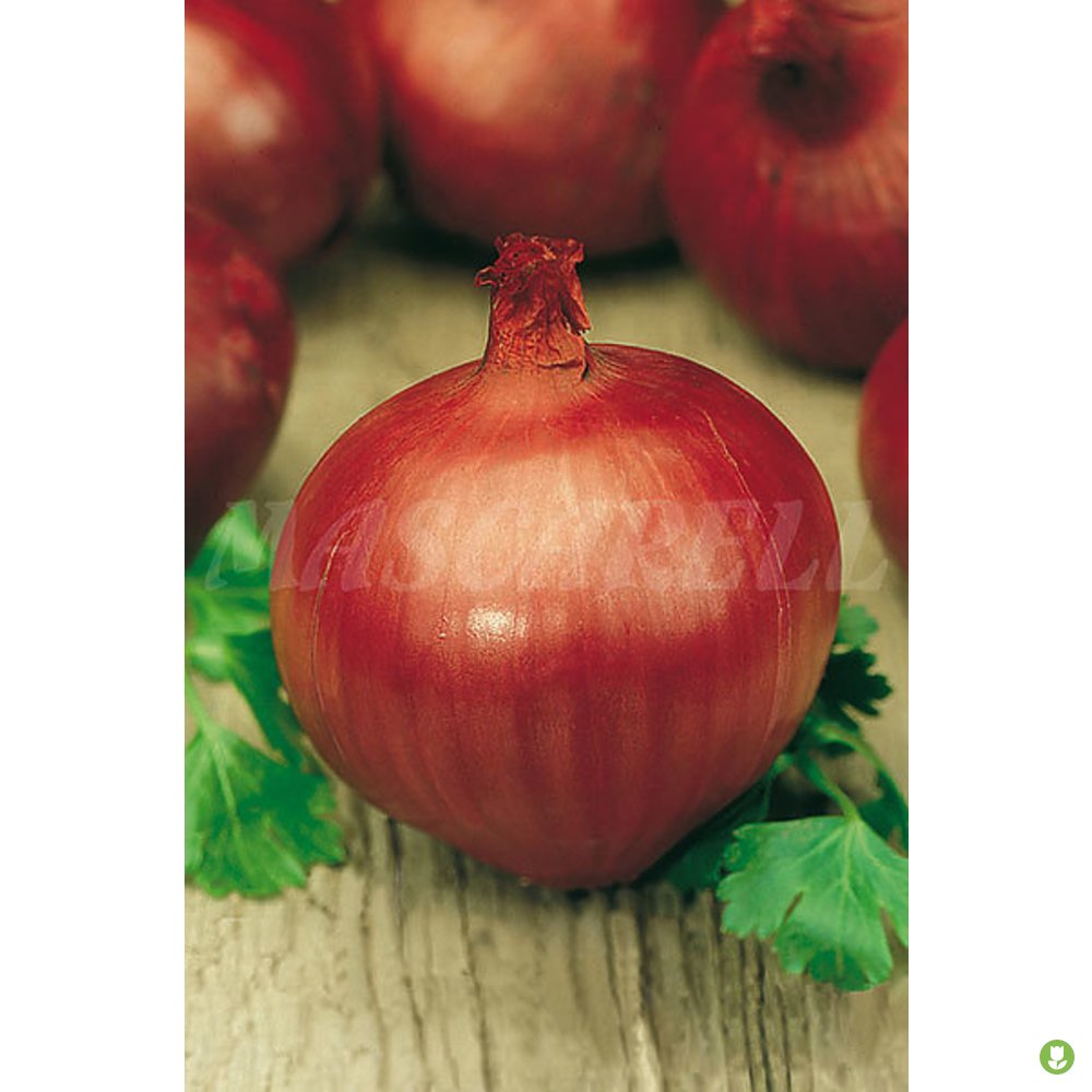 Semillas Cebolla Morada Amposta 3gm