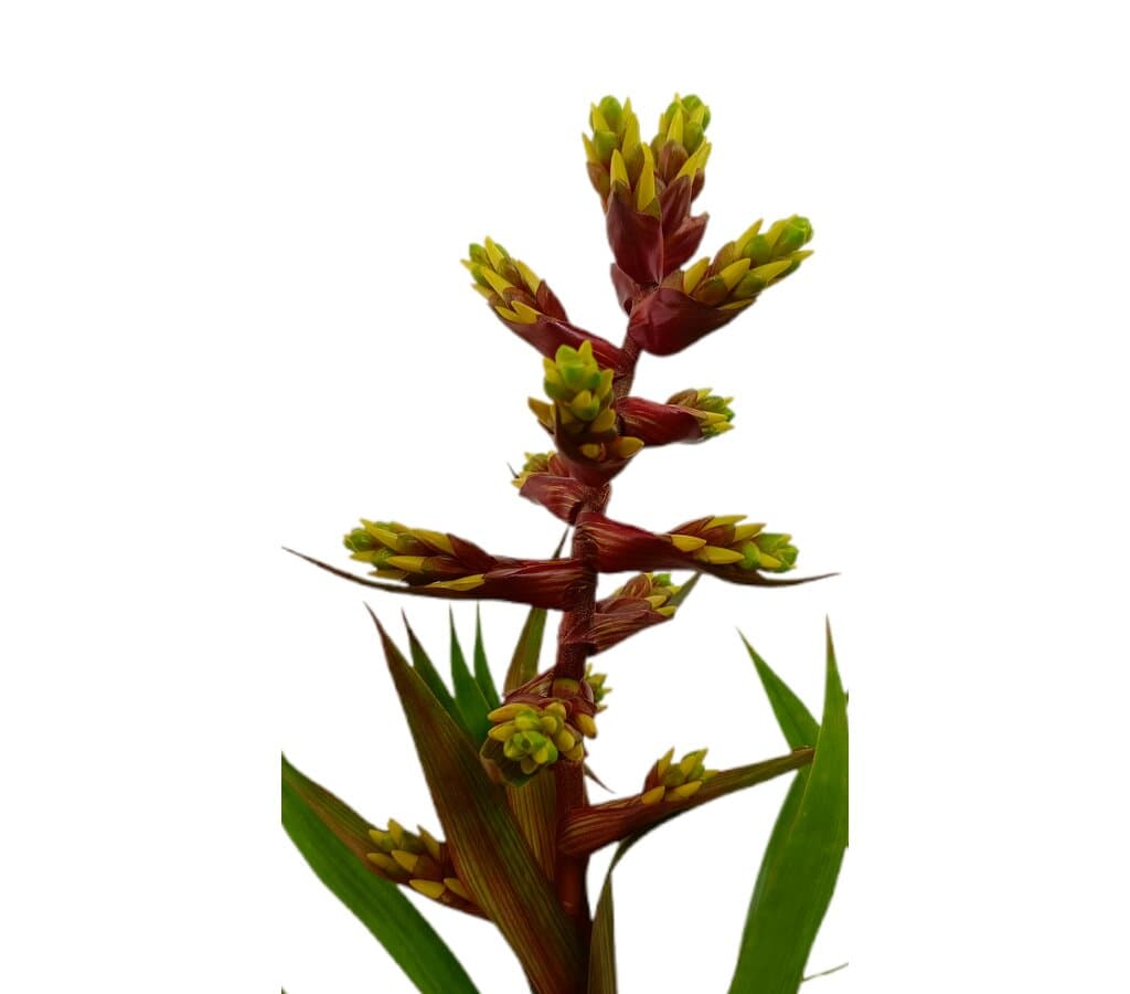 Guzmania Brush M13_1