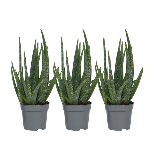 Aloe Vera - 3 Pzs - Aloe Barbadensis - Altura 25-40cm - ⌀105cm