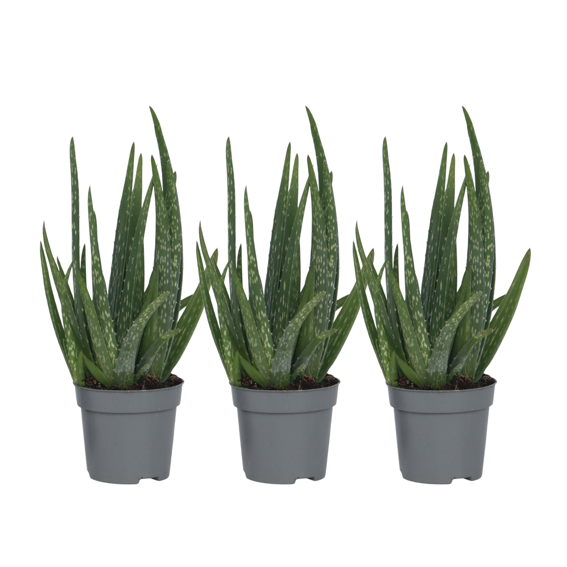 Aloe Vera - 3 Pzs - Aloe Barbadensis - Altura 25-40cm - ⌀105cm