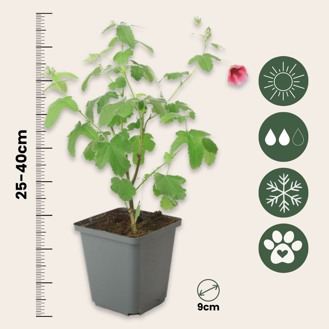 Malva Del Cabo - 6 Pzs - Anisodontea Capensis 'el Rayo' - Altura 25-40cm - ⌀9cm