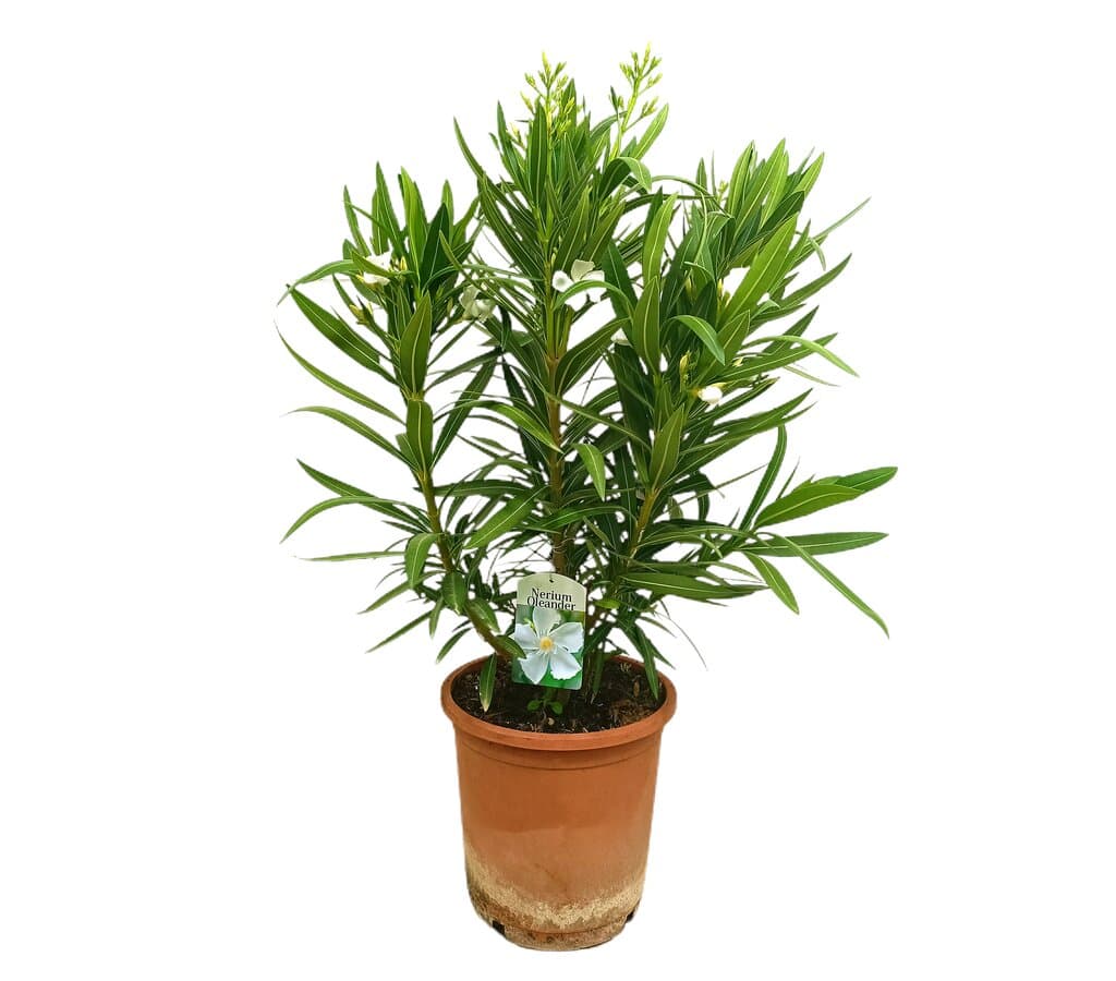 Adelfa Blanca M25 60-80cm (valadre O Nerium Oleander)_0