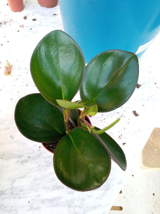 Peperomia Obtusifolia Red Marge Planta De Interior