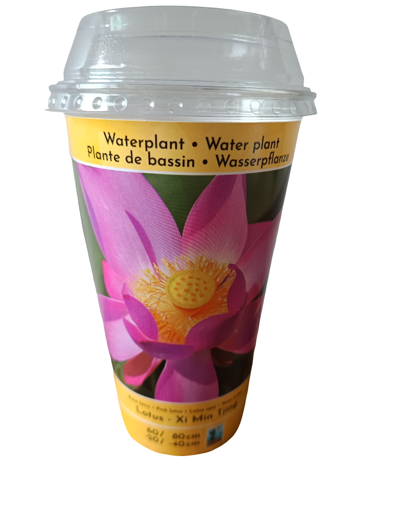 Loto Variedad Xi Min Planta Acuatica Semilla Para Plantar