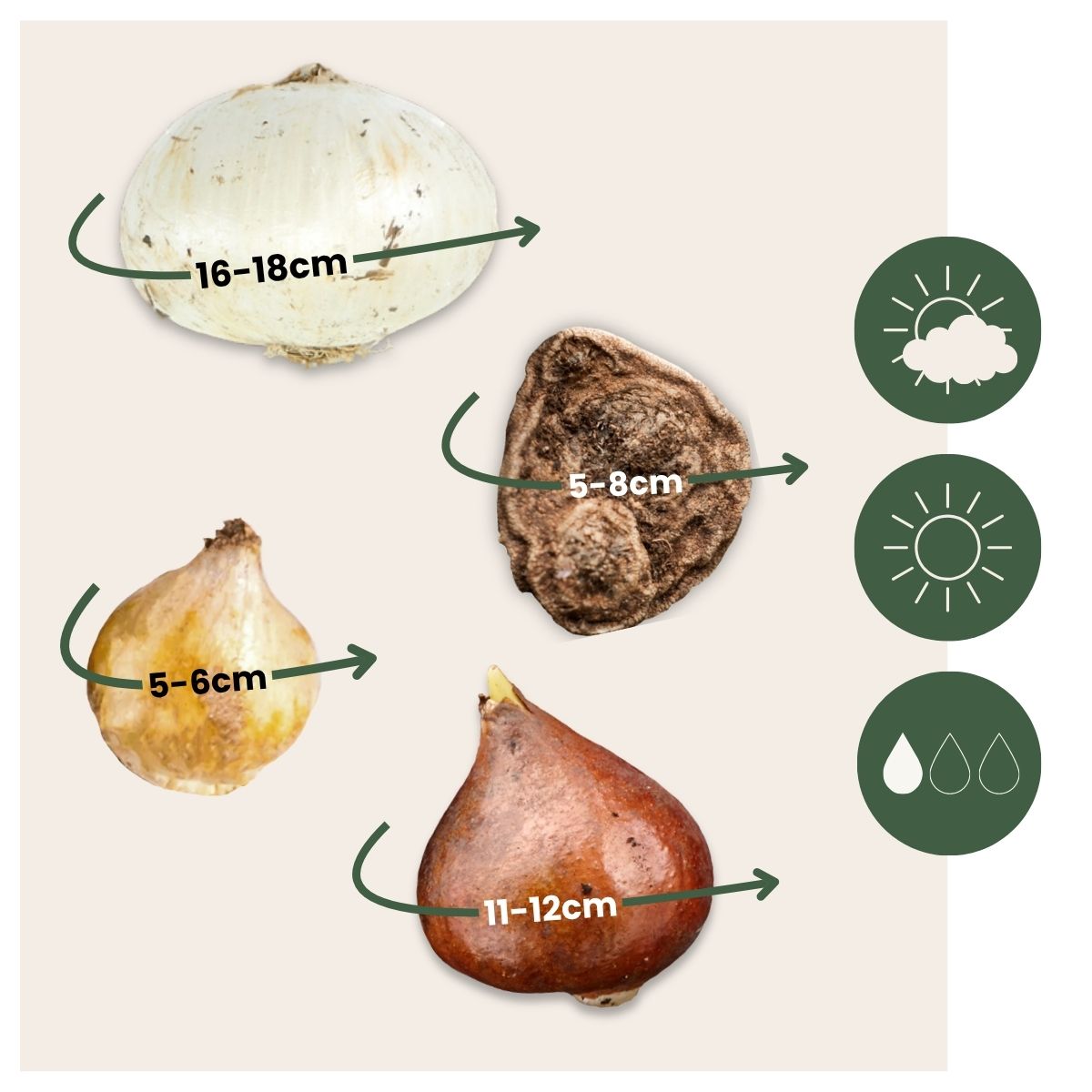 Bulbos De Allium - 120 Pzs - Bulbos De Flores