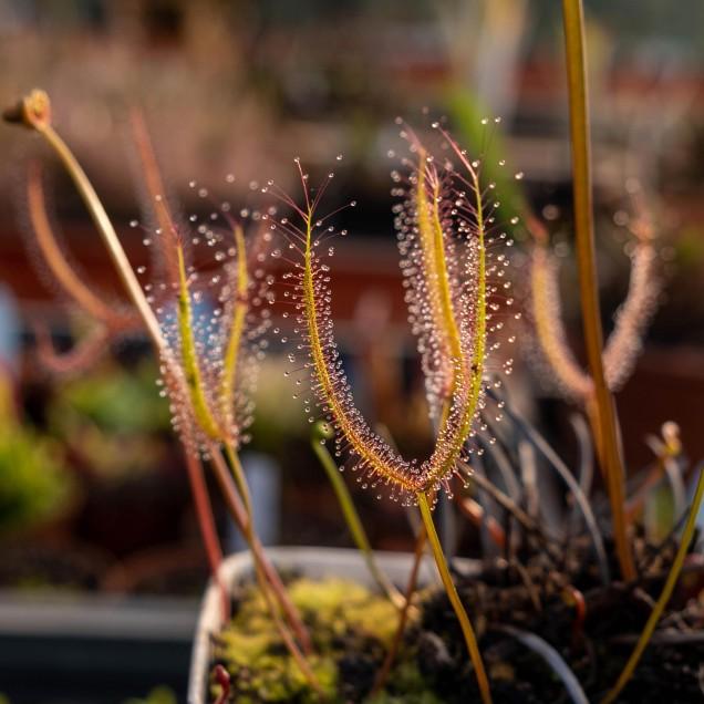 Semillas plantas carnívoras Drosera binata