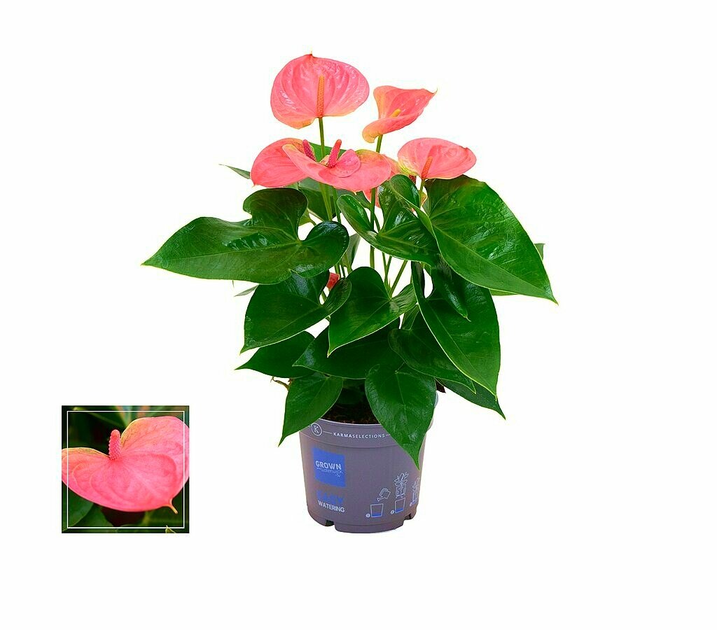 Anthurium Rosa M12 35cm