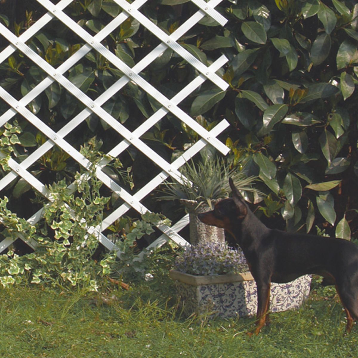 Celosia PVC Extensible 0,5x1,5 m blanco Trelliflex Nortene