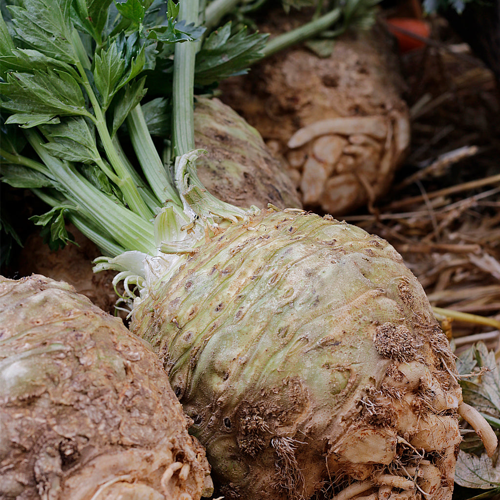 Plantón Apio Nabo - Plantabo.