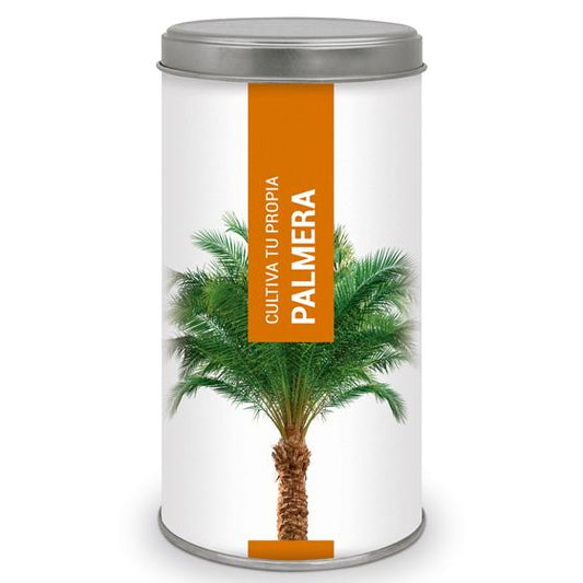 Cultiva tu propia Palmera Canaria