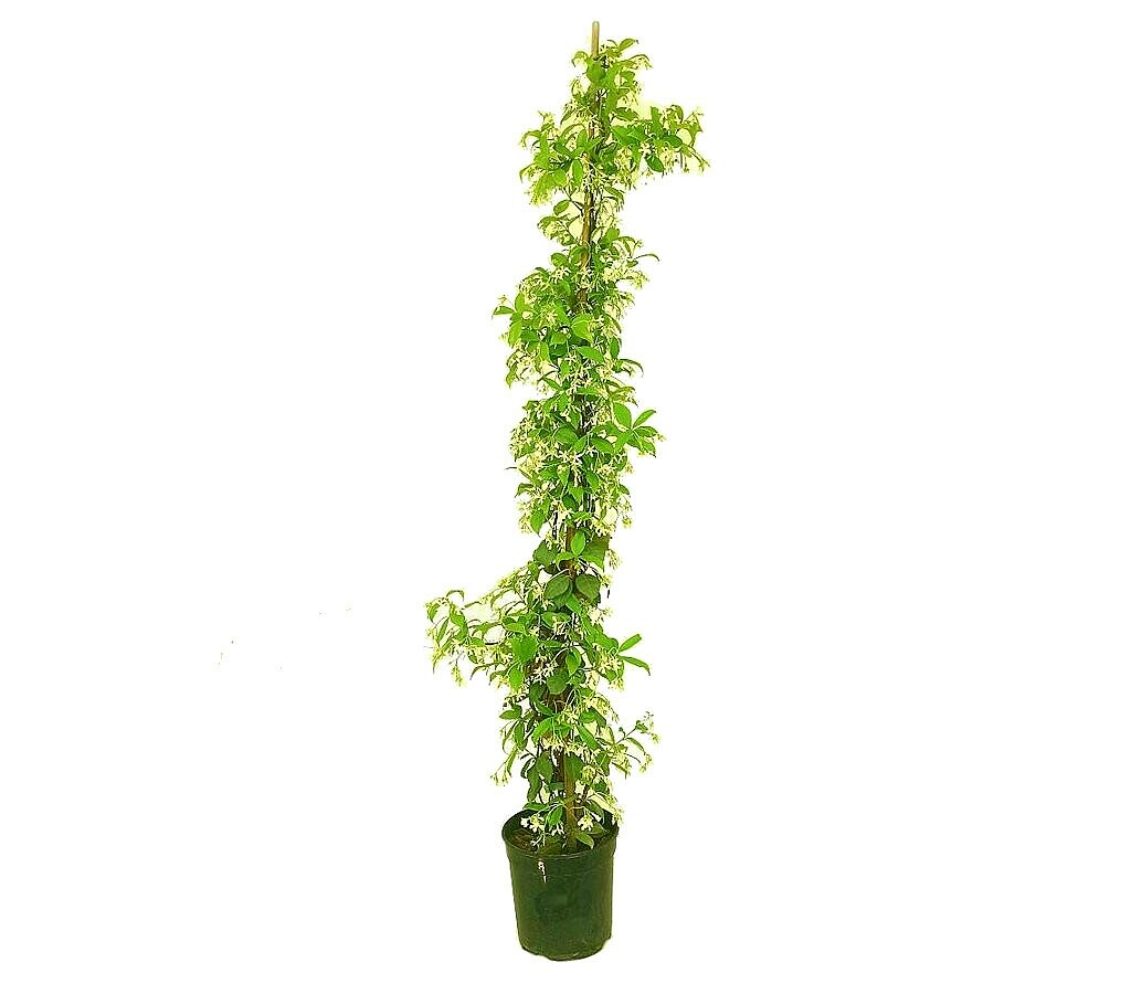 Trachelospermum Jasminoides M20 180cm (jazmín Estrella)_0