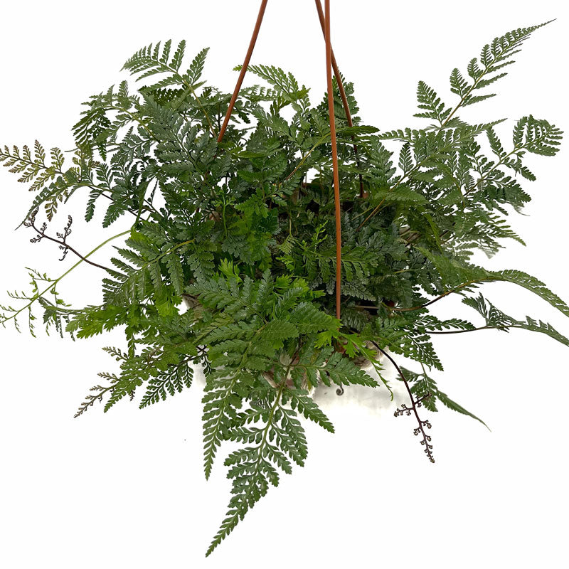 Helecho Davallia Canariensis