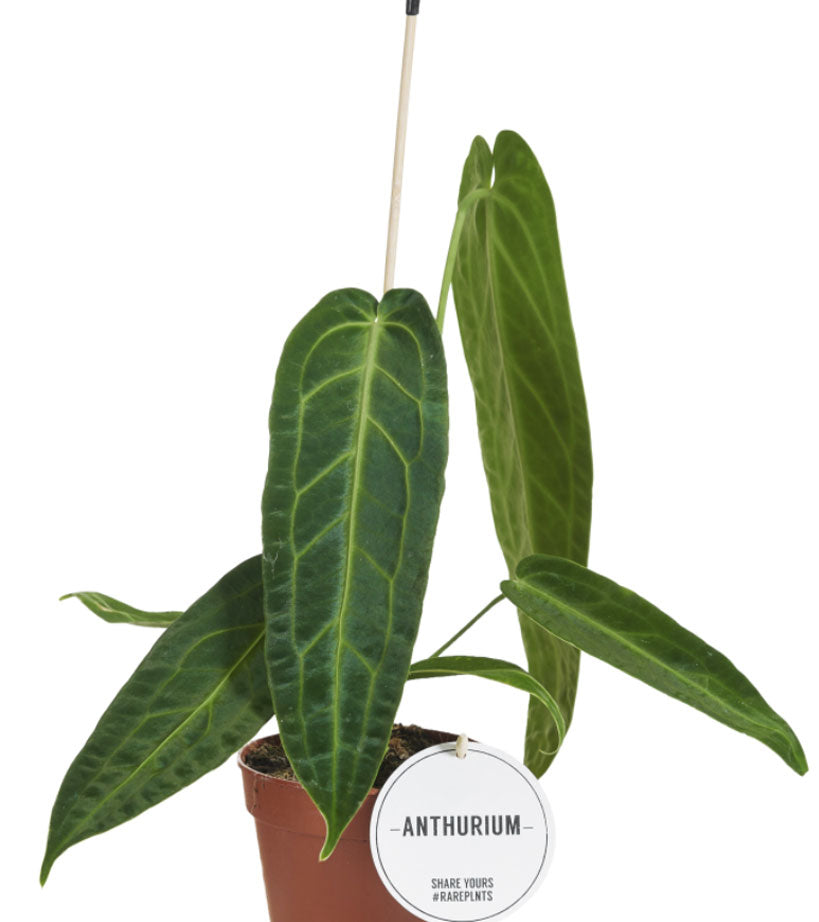 Anthurium Warocqueanum Planta Interior Ø12 Altura Aprox 50 Cm_0