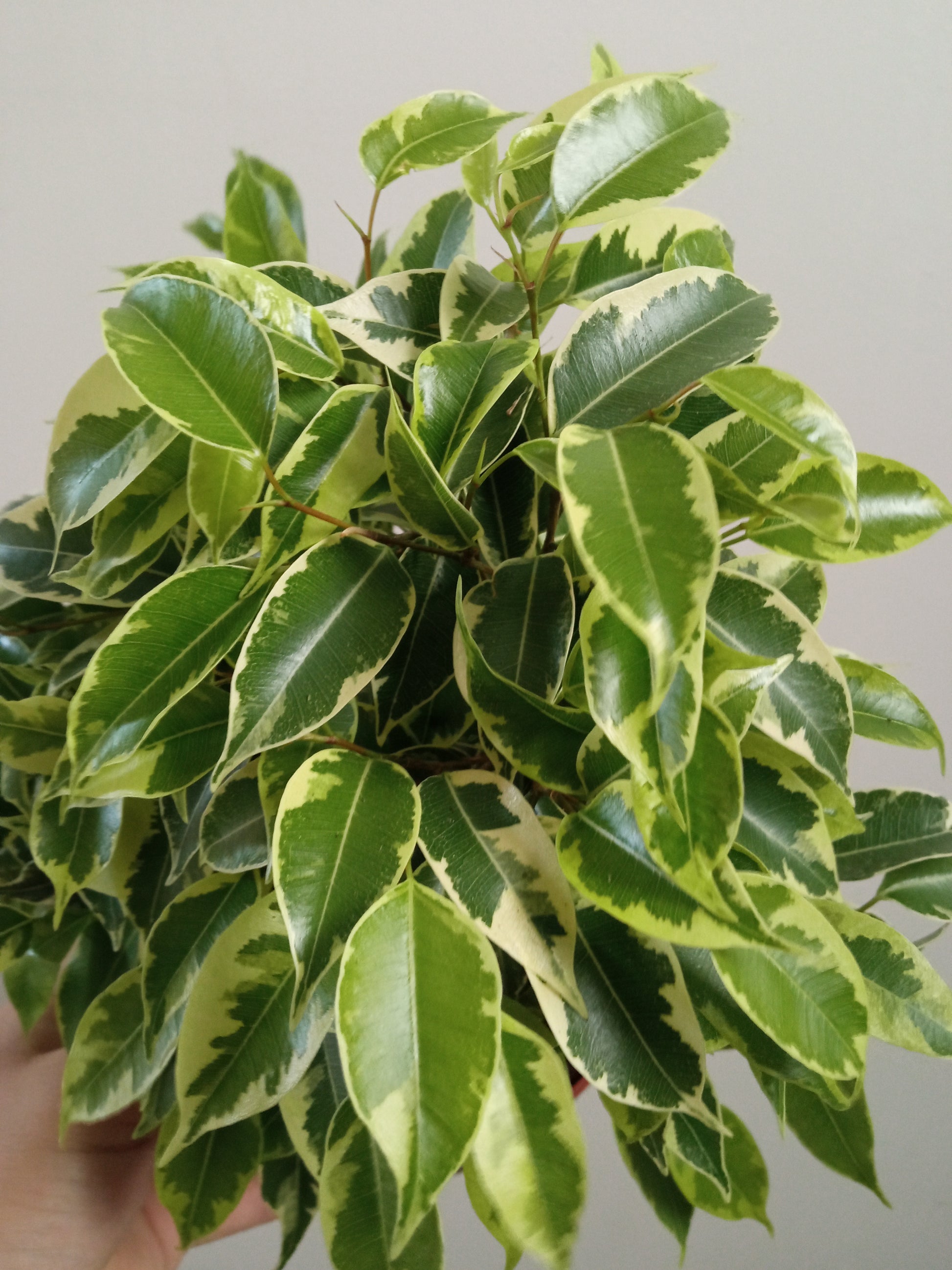 Ficus Benjamina Variegata Kinki Ø12 - 20 Cm