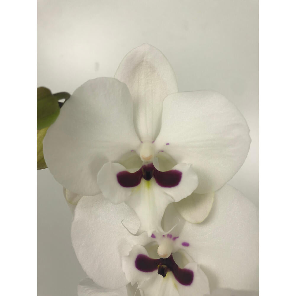 Orquidea Phalaenopsis Prince 2/3 Tallos M12 70cm_2