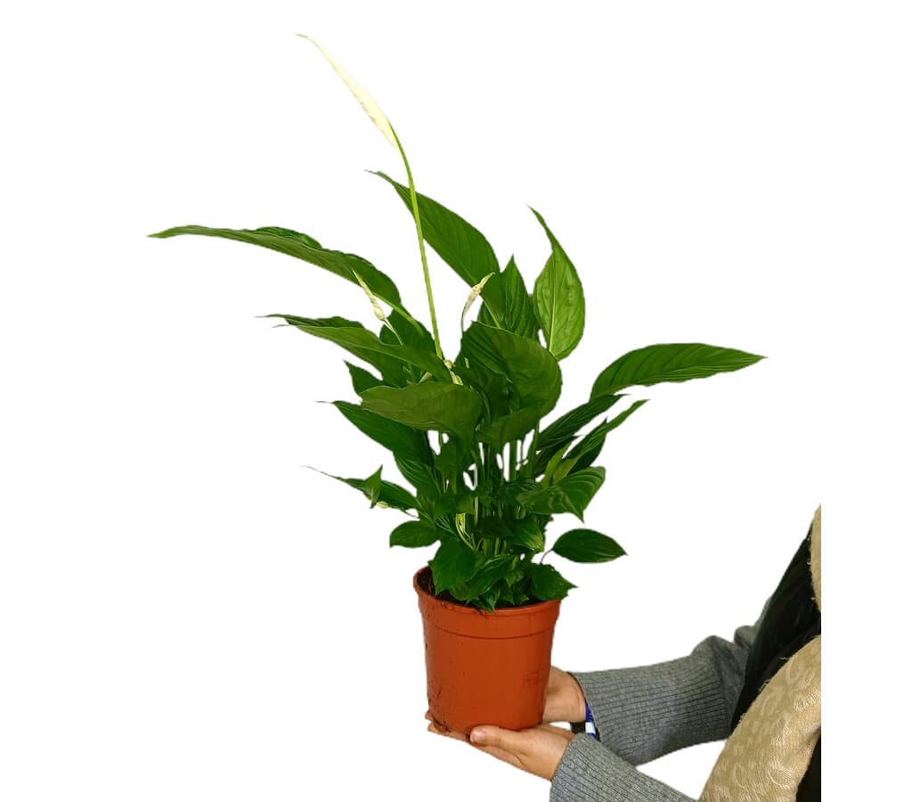Spathiphyllum M17 60cm (cuna De Moisés)_0