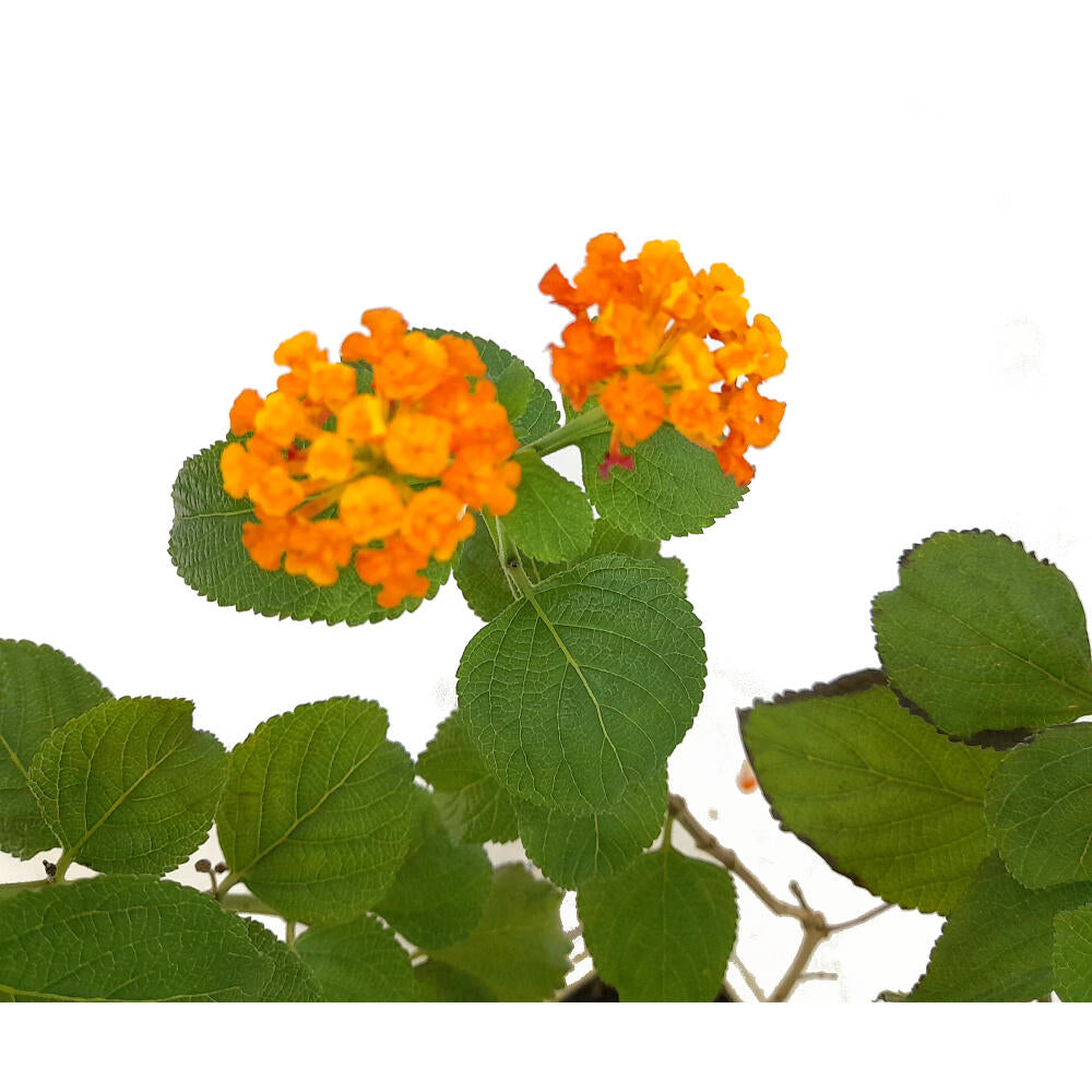 Bonsai Lantana 9 Años