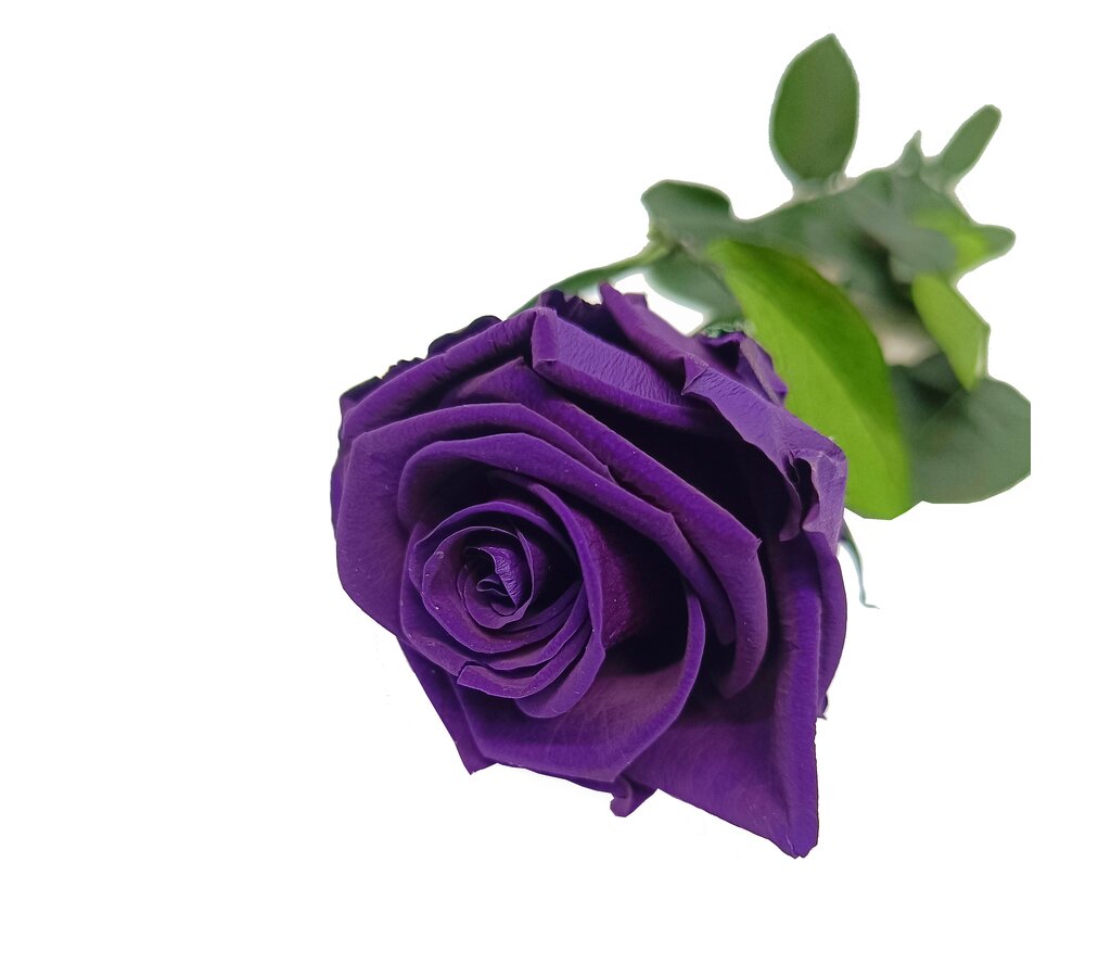 Mundo Eterno Rosa Preservada Lila Oscuro 55cm