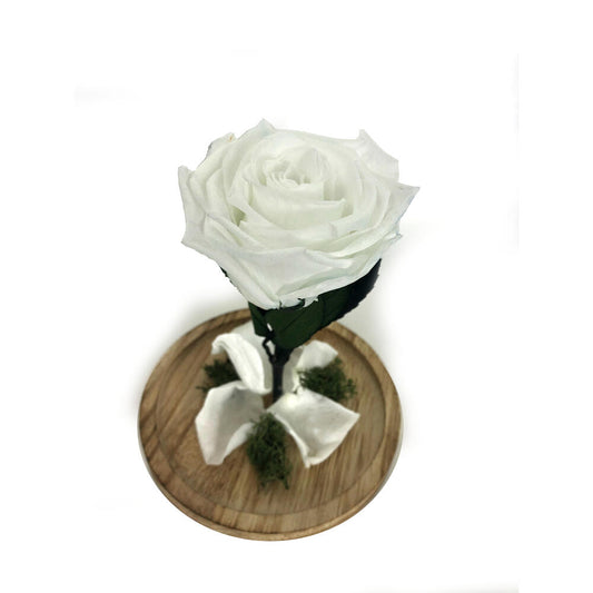 Mundo Eterno Rosa En Cúpula Blanca 12x20cm